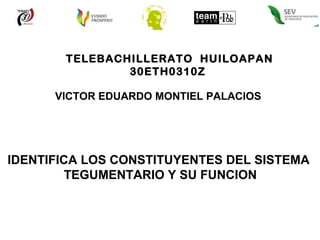 TELEBACHILLERATO  HUILOAPAN 30ETH0310Z  VICTOR EDUARDO MONTIEL PALACIOS IDENTIFICA LOS CONSTITUYENTES DEL SISTEMA  TEGUMENTARIO Y SU FUNCION 