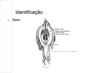 Identificação
 Sexo
 