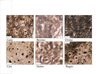 Gato
Cão
Bovino
Suíno
Ovino
Bugio
 