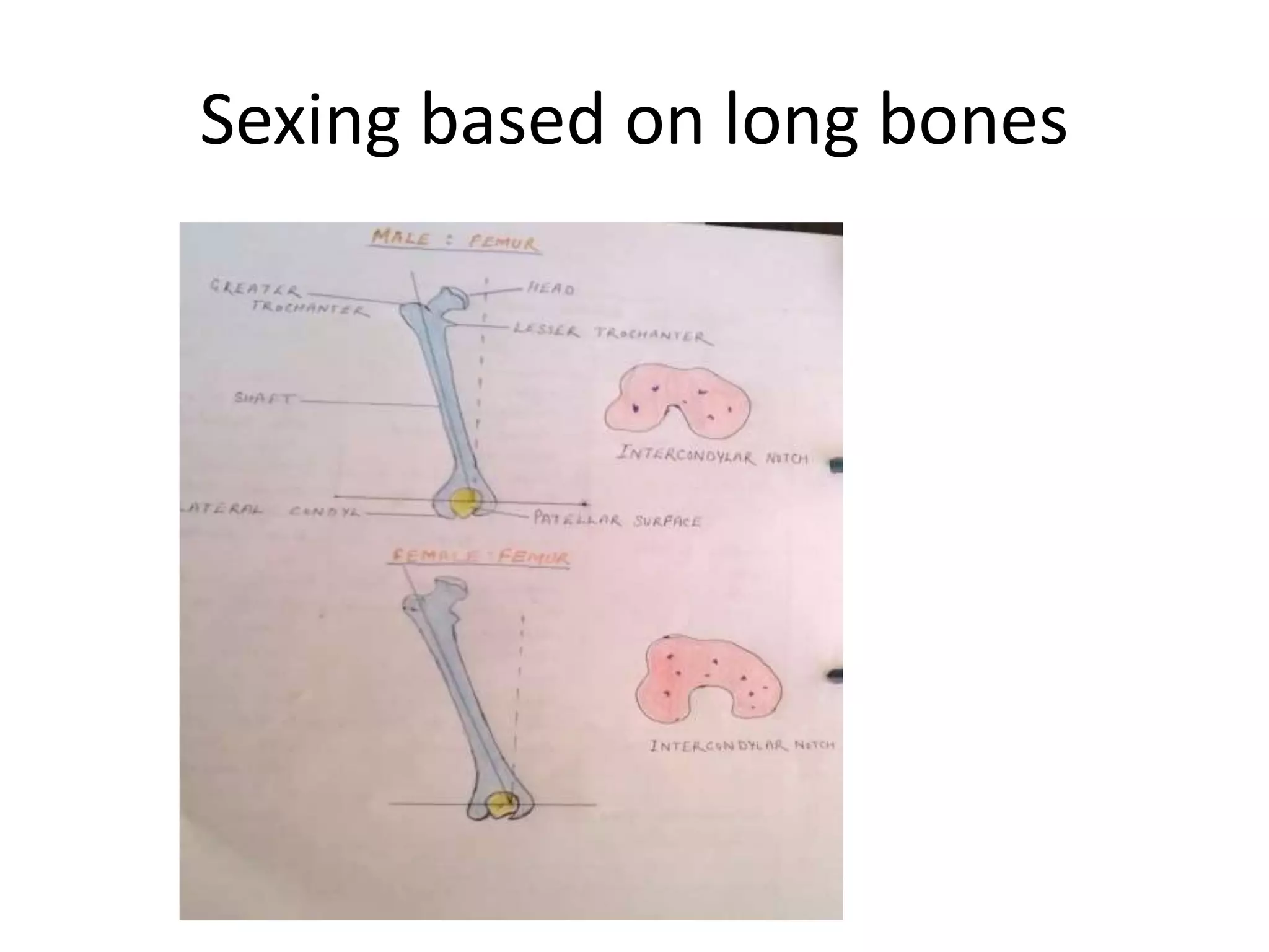 Sexing based on long bones
 