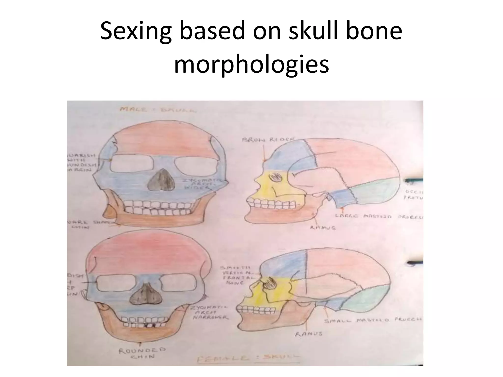 Sexing based on skull bone
morphologies
 