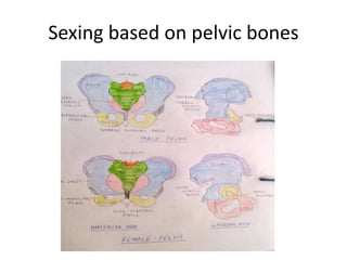 Sexing based on pelvic bones
 