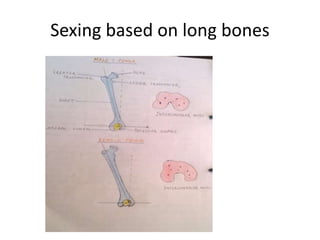 Sexing based on long bones
 