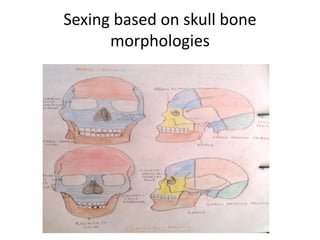 Sexing based on skull bone
morphologies
 
