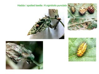 Hadda Insect Identification of important pest of vegetable crops | PPTX
