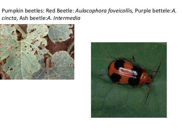 Identification of important pest of vegetable crops