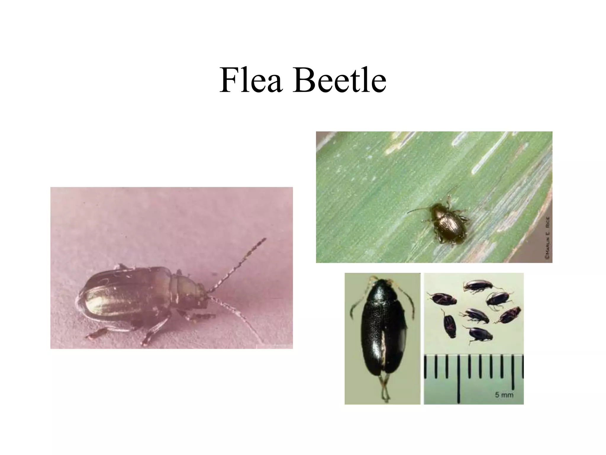 Identification - Common Insects.ppt