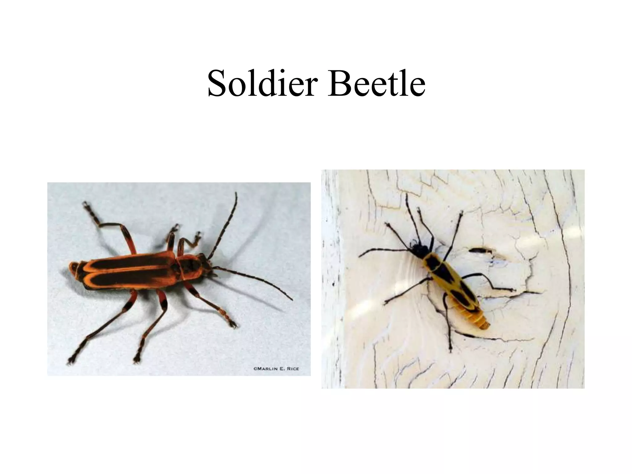 Identification - Common Insects.ppt