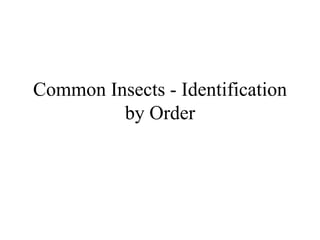 Common Insects - Identification
by Order
 