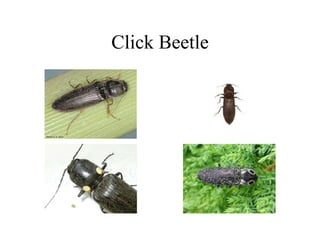 Click Beetle
 