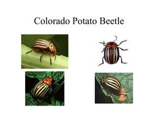 Colorado Potato Beetle
 