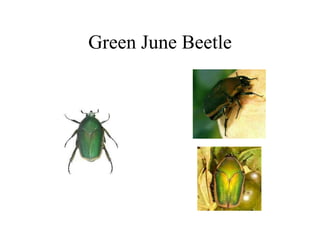 Green June Beetle
 