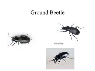 Ground Beetle
 
