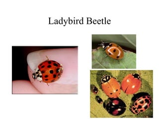 Ladybird Beetle
 