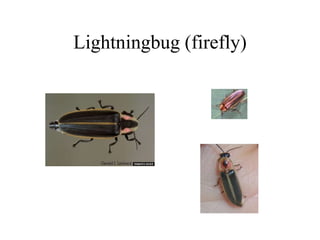 Lightningbug (firefly)
 