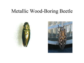 Metallic Wood-Boring Beetle
 