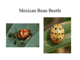 Mexican Bean Beetle
 