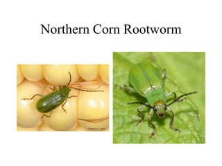 Northern Corn Rootworm
 