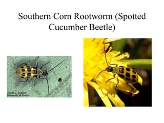 Southern Corn Rootworm (Spotted
Cucumber Beetle)
 