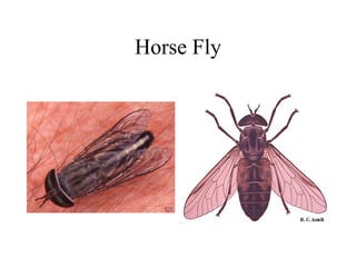 Horse Fly
 