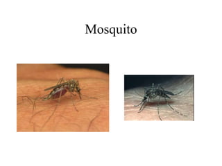 Mosquito
 