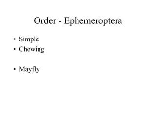 Order - Ephemeroptera
• Simple
• Chewing
• Mayfly
 
