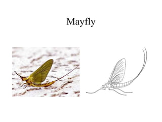 Mayfly
 