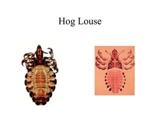 Hog Louse
 