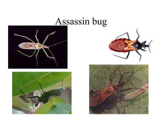 Assassin bug
 