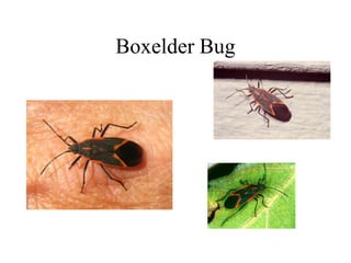 Boxelder Bug
 