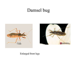 Damsel bug
Enlarged front legs
 