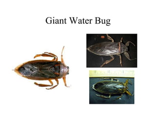 Giant Water Bug
 