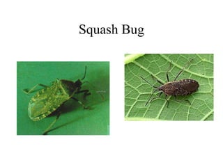 Squash Bug
 