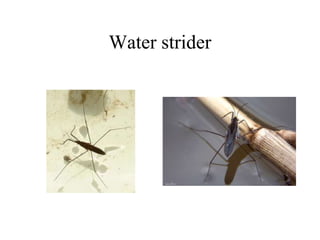 Water strider
 