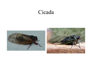 Cicada
 
