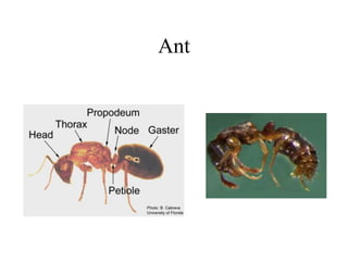 Ant
 