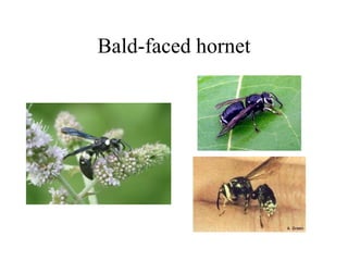Bald-faced hornet
 