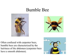 Bumble Bee
Often confused with carpenter bees,
bumble bees are characterized by the
hairiness of the abdomen (carpenter bees
have a smooth abdomen).
 