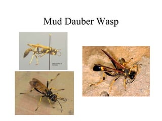 Mud Dauber Wasp
 