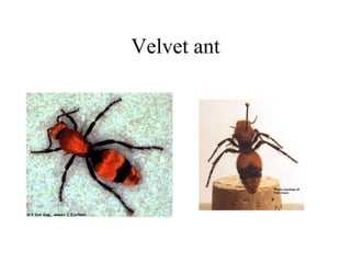 Velvet ant
 