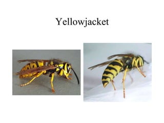 Yellowjacket
 