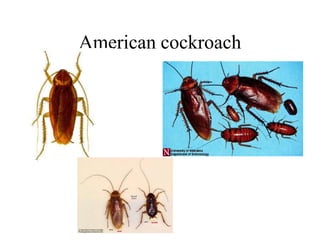 American cockroach
 