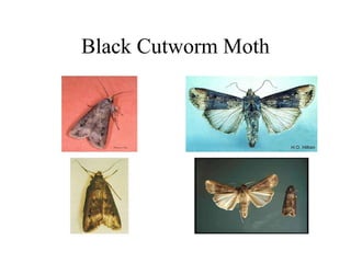 Black Cutworm Moth
 
