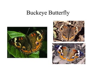 Buckeye Butterfly
 