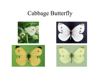 Cabbage Butterfly
 