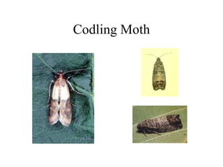 Codling Moth
 