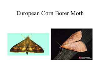 European Corn Borer Moth
 