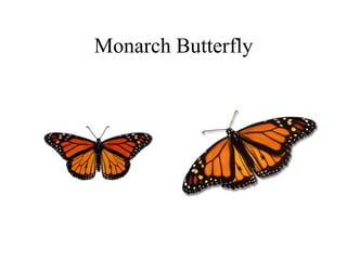 Monarch Butterfly
 