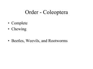 Order - Coleoptera
• Complete
• Chewing
• Beetles, Weevils, and Rootworms
 