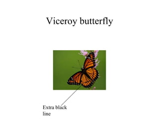 Viceroy butterfly
Extra black
line
 